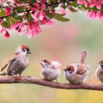 China’s decision to kill sparrows