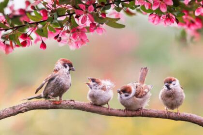China’s decision to kill sparrows