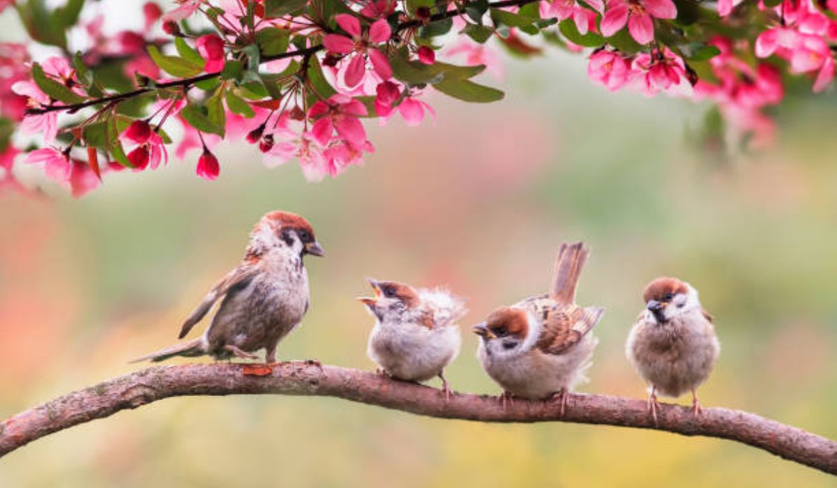 China’s decision to kill sparrows