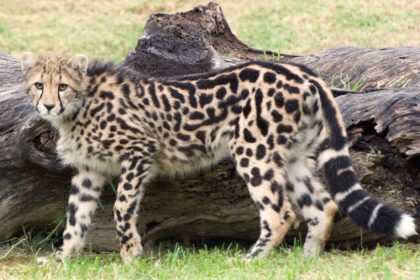 Cheetah