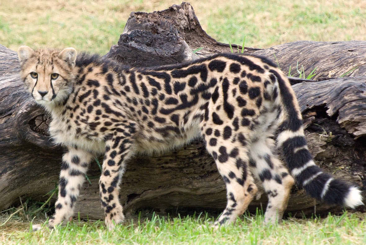 Cheetah